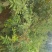 2公分以上大红袍花椒树基地直销,提供技术指导