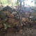 2公分以上大红袍花椒树基地直销,提供技术指导