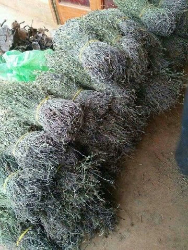 【独脚金】新鲜晒干，短脚黄花，优质品种