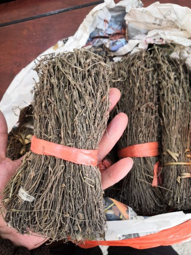 【独脚金】新鲜晒干，短脚黄花，优质品种