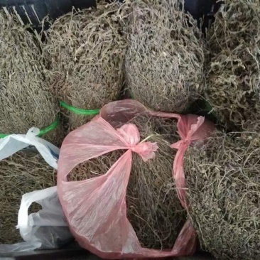 【独脚金】新鲜晒干，短脚黄花，优质品种
