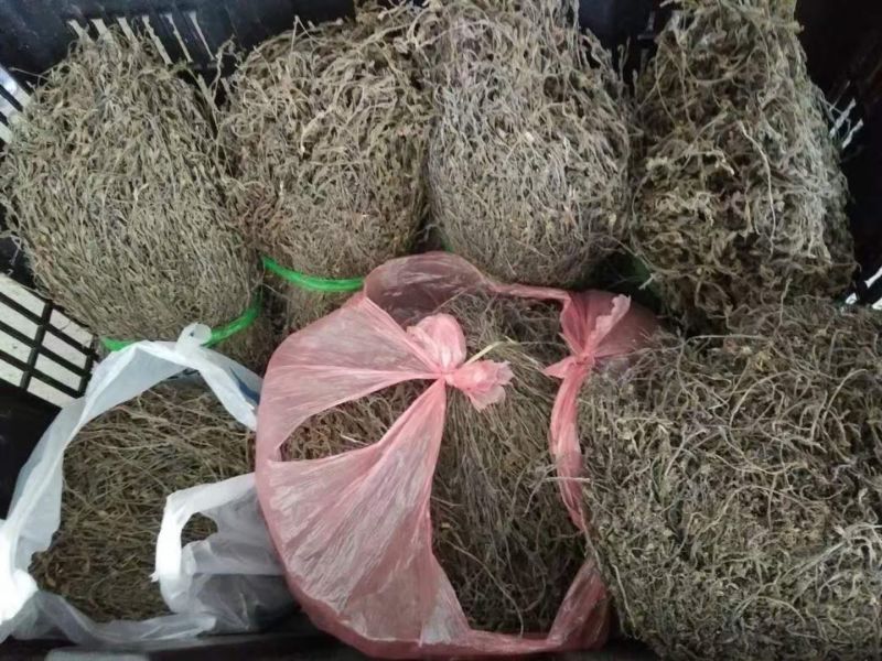【独脚金】新鲜晒干，短脚黄花，优质品种