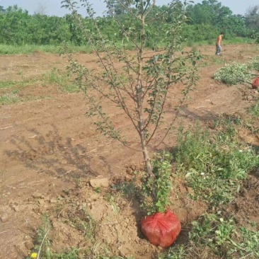 苹果树5公分