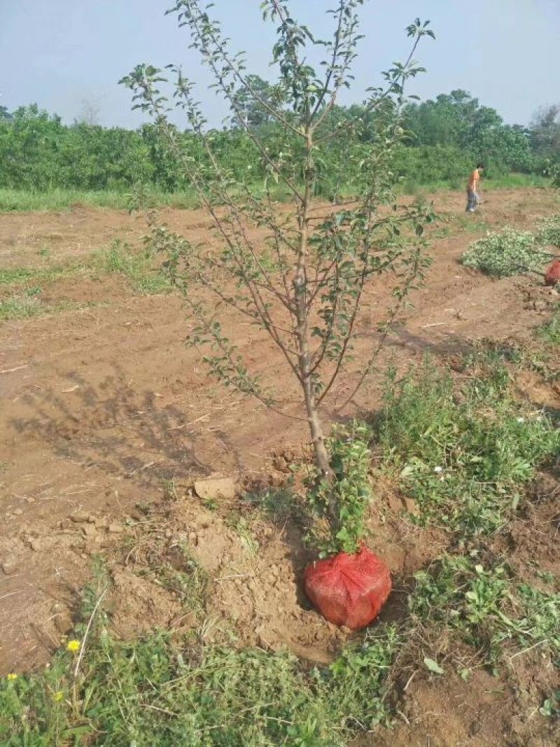苹果树5公分