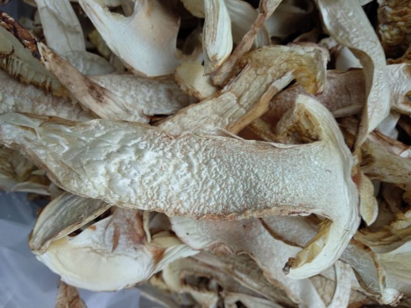 香格里拉松茸干片一件代发批发价格包邮