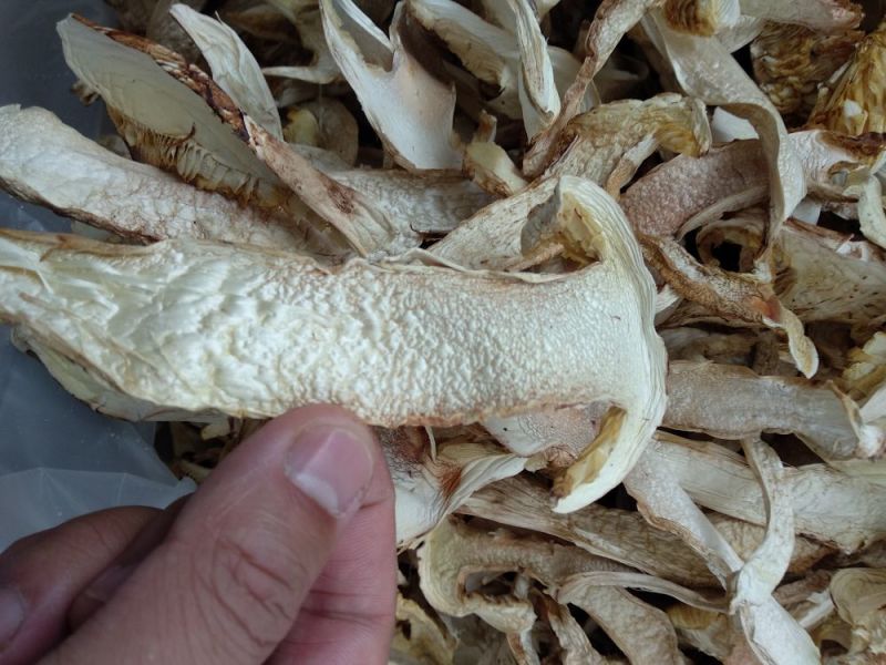 香格里拉松茸干片一件代发批发价格包邮