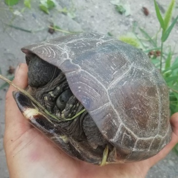 老草龟
