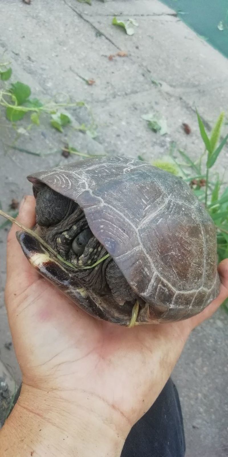 老草龟