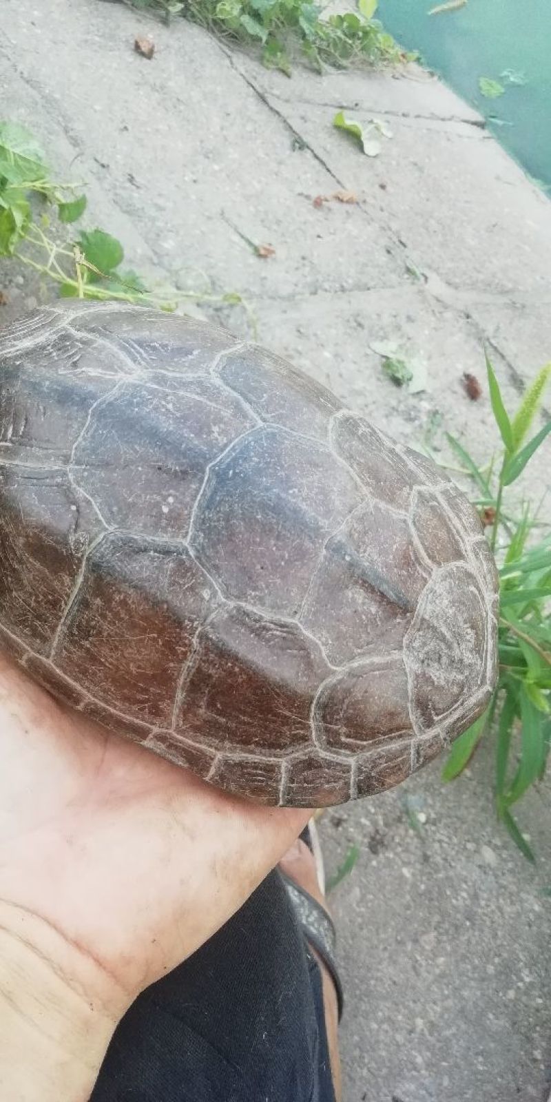 老草龟