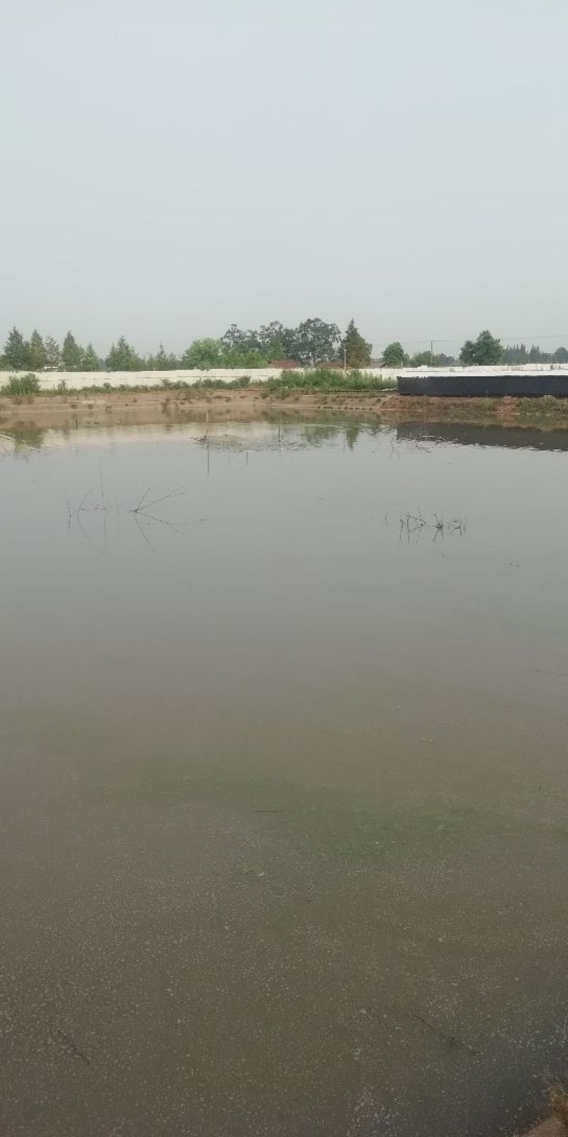 老草龟