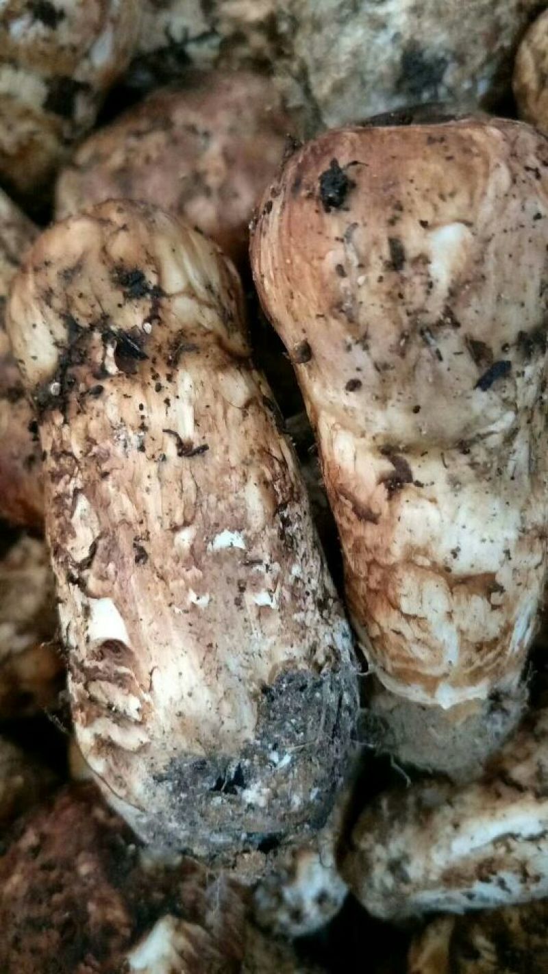 香格里拉松茸5-7公分不包邮
