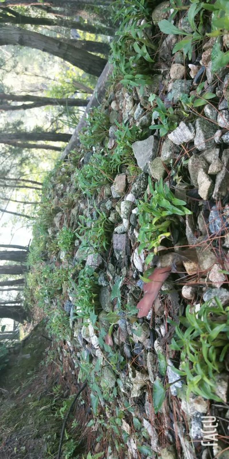 霍山米斛盆景霍山铁皮石斛石斛苗石斛花原产基地直销