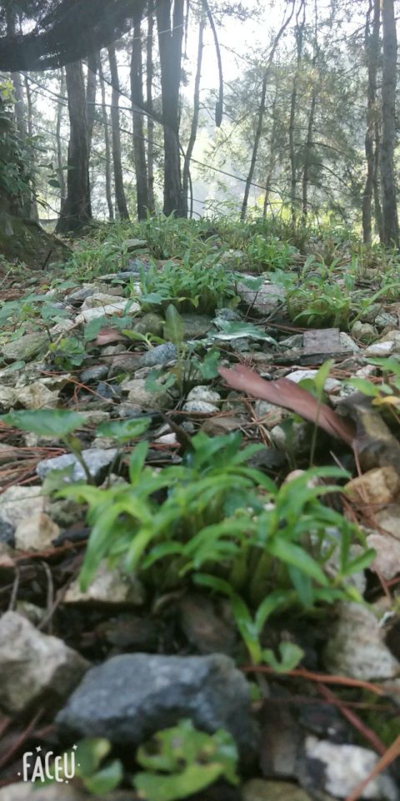霍山米斛盆景霍山铁皮石斛石斛苗石斛花原产基地直销