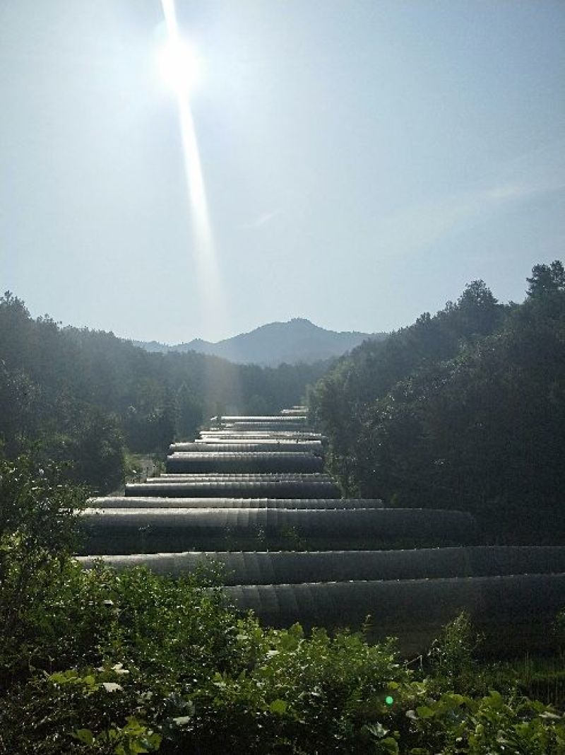 霍山米斛盆景霍山铁皮石斛石斛苗石斛花原产基地直销