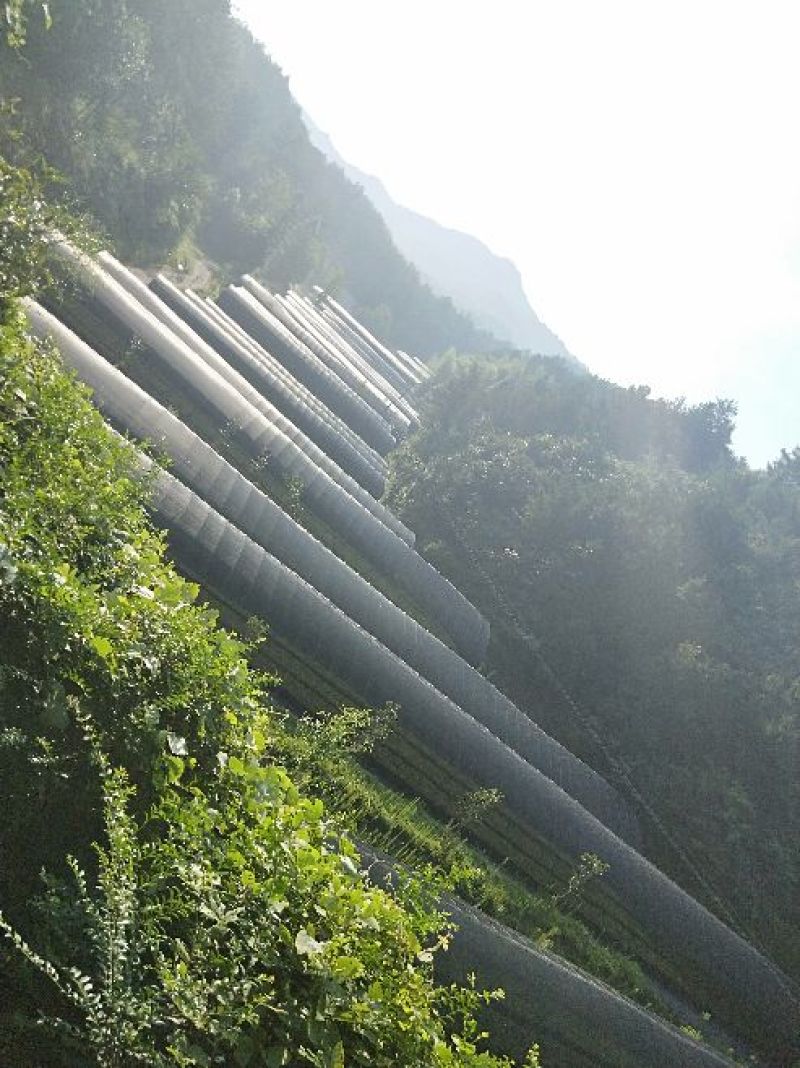 霍山米斛盆景霍山铁皮石斛石斛苗石斛花原产基地直销
