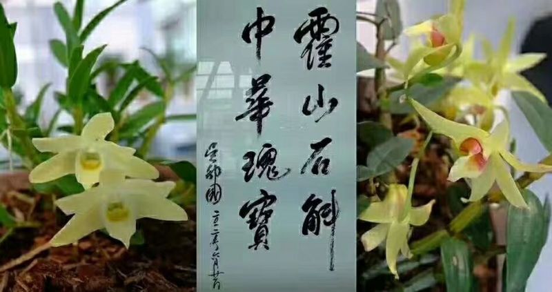 霍山米斛盆景霍山铁皮石斛石斛苗石斛花原产基地直销