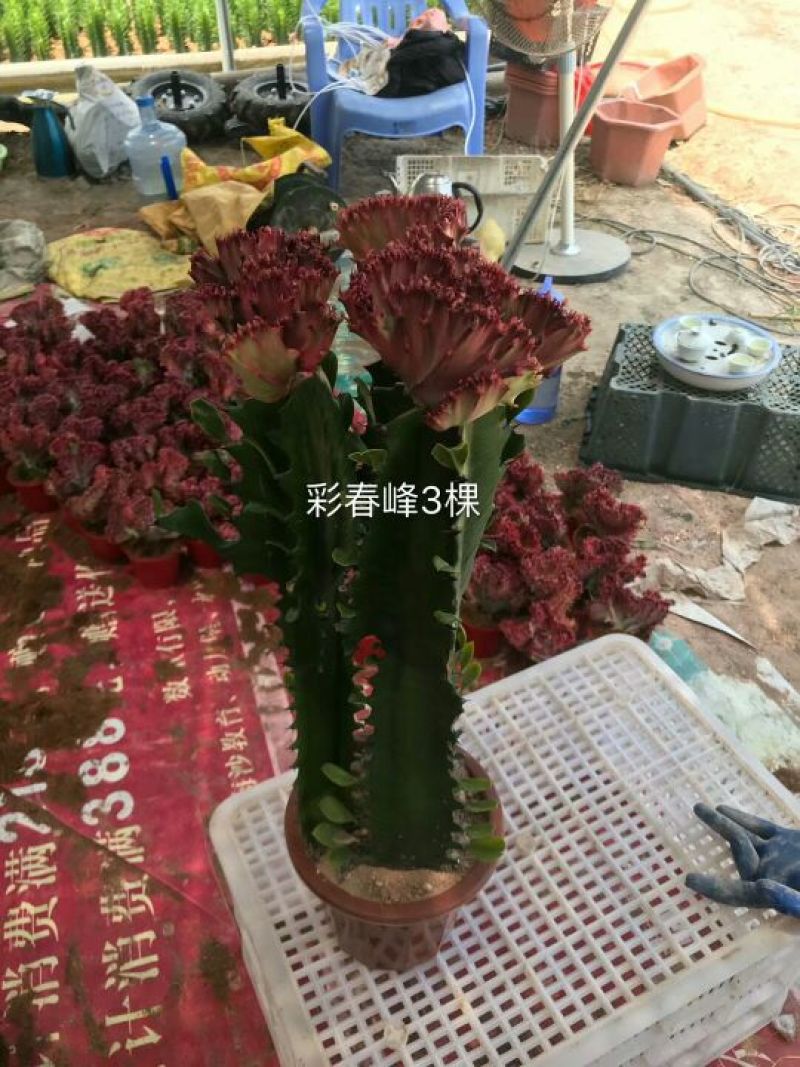 基地直销福建省龙海市九湖镇，各种仙人球，仙人柱批发