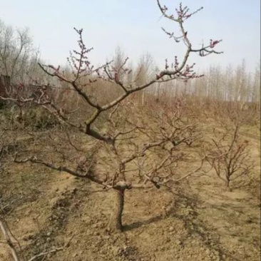 红叶美人梅青梅，酸梅树