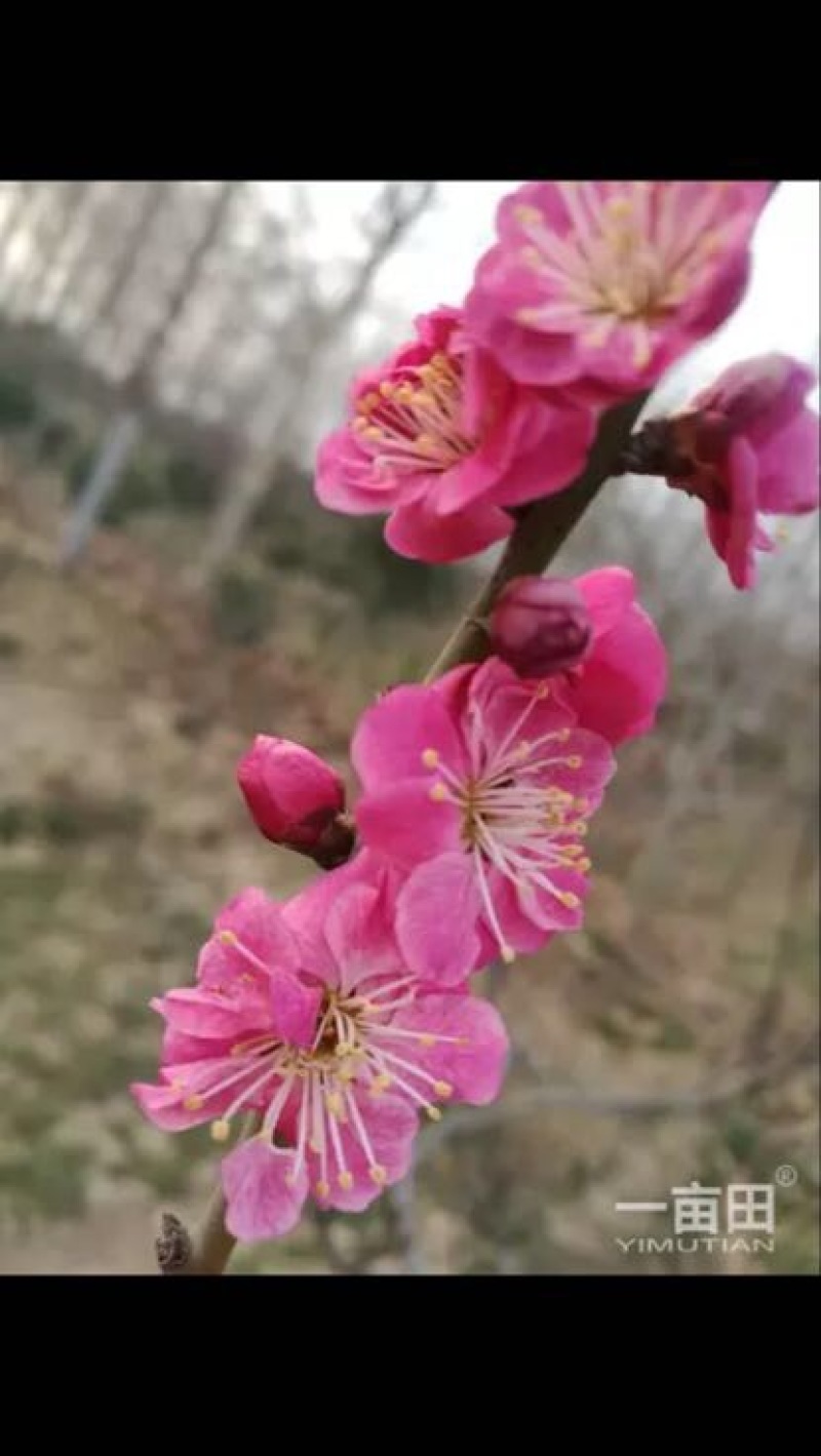 红叶美人梅青梅，酸梅树
