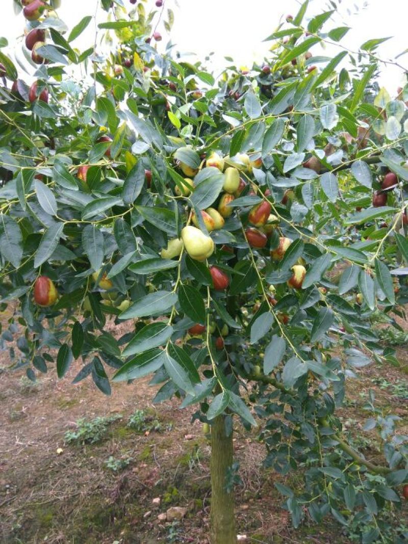 贵妃枣大量上市中新鲜贵妃枣量大从优