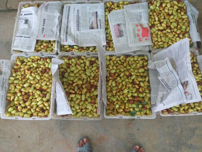 贵妃枣大量上市中新鲜贵妃枣量大从优