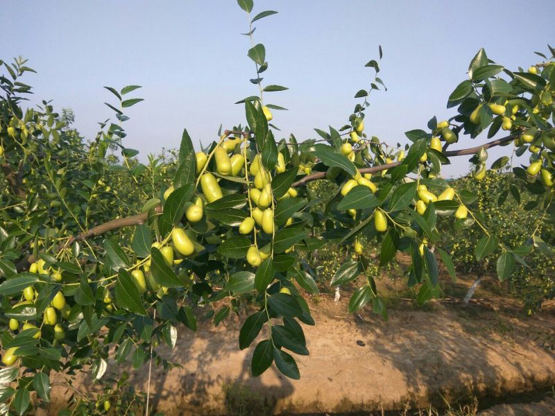 贵妃枣大量上市中新鲜贵妃枣量大从优