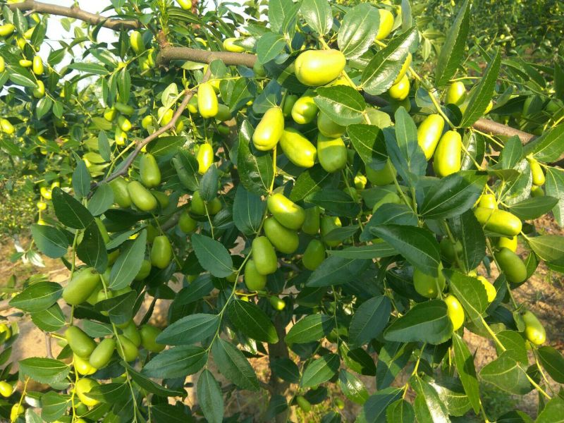 贵妃枣大量上市中新鲜贵妃枣量大从优