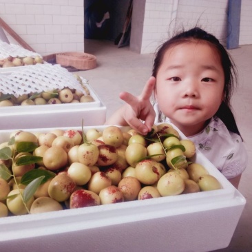 大荔冬枣
