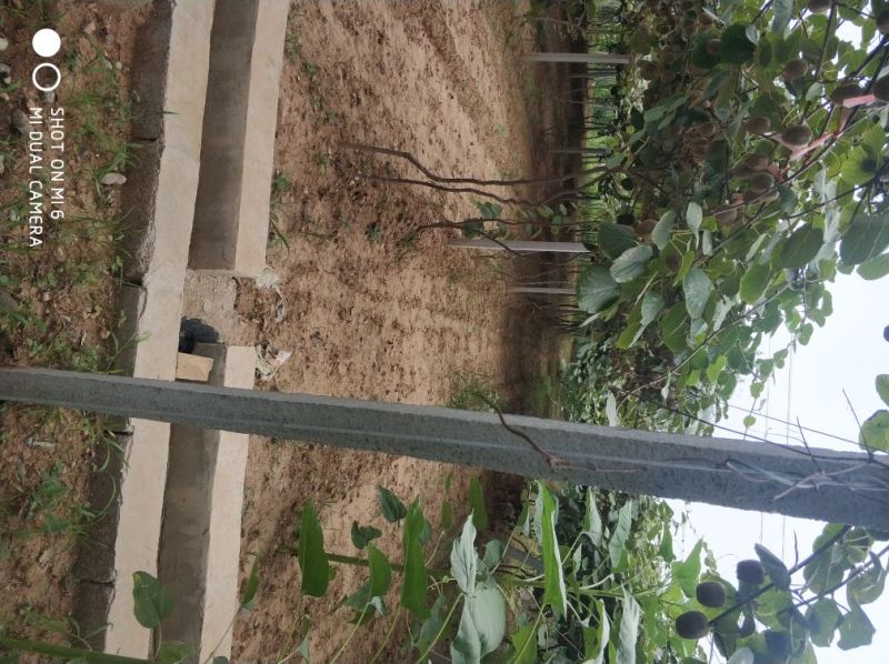 金艳猕猴桃苗现挖现卖嫁接苗包成活
