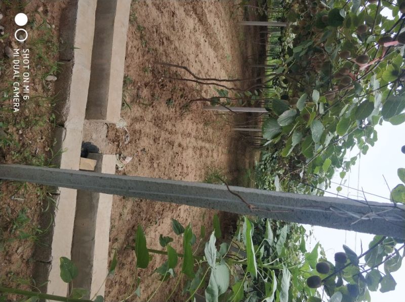金艳猕猴桃苗现挖现卖嫁接苗包成活