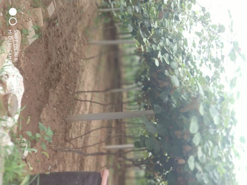 金艳猕猴桃苗现挖现卖嫁接苗包成活