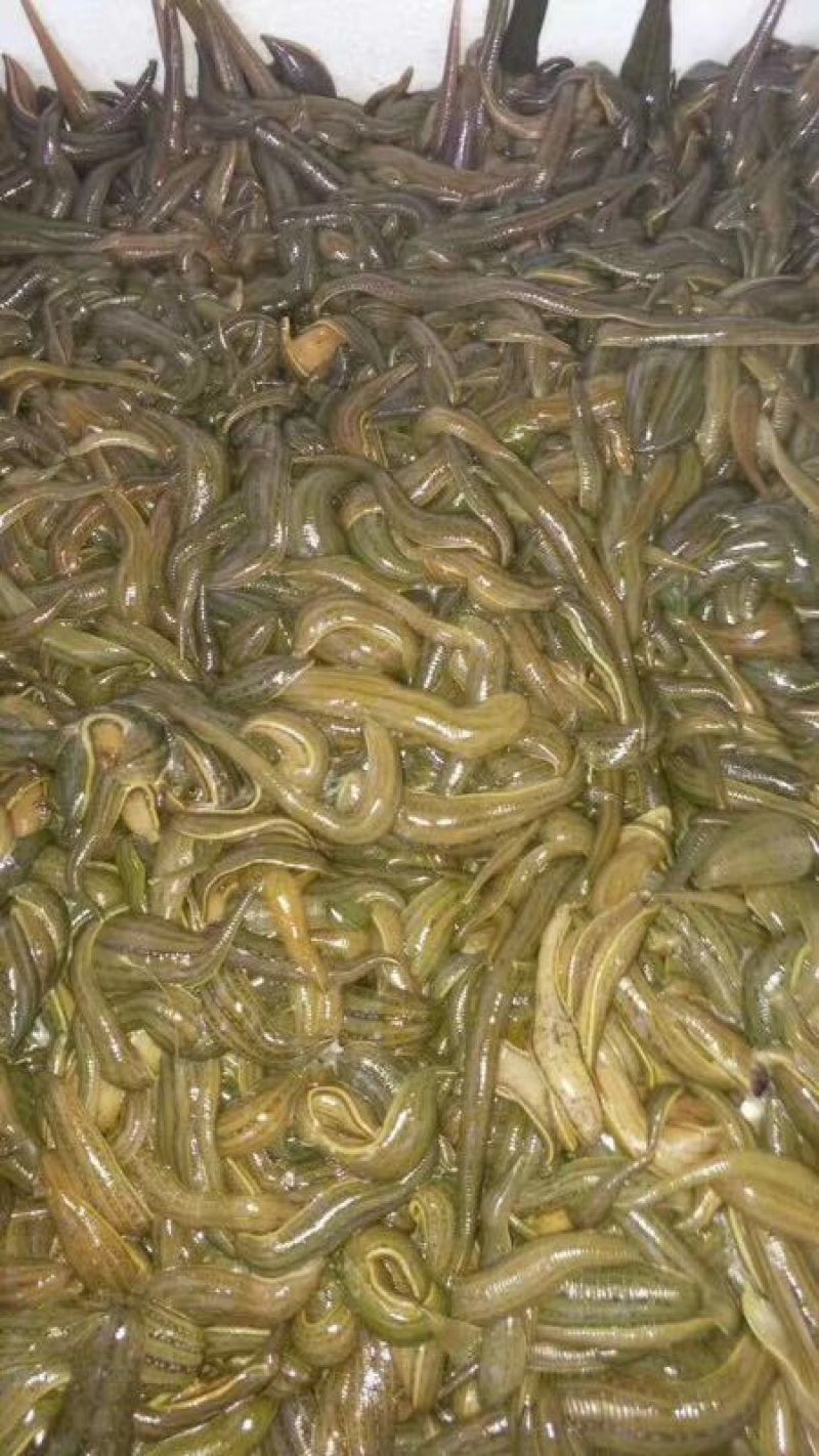 江苏水蛭苗，苏南青年苗原产地直发上门包技术包产量