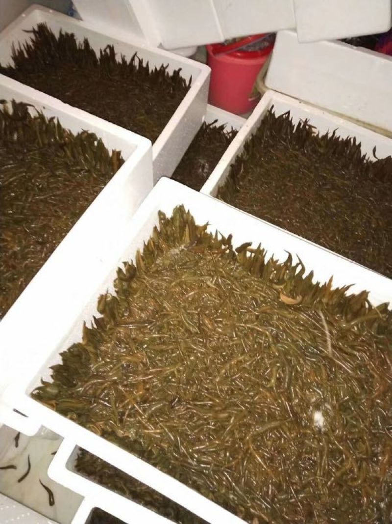 江苏水蛭苗，苏南青年苗原产地直发上门包技术包产量