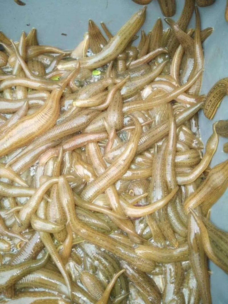 江苏水蛭苗，苏南青年苗原产地直发上门包技术包产量