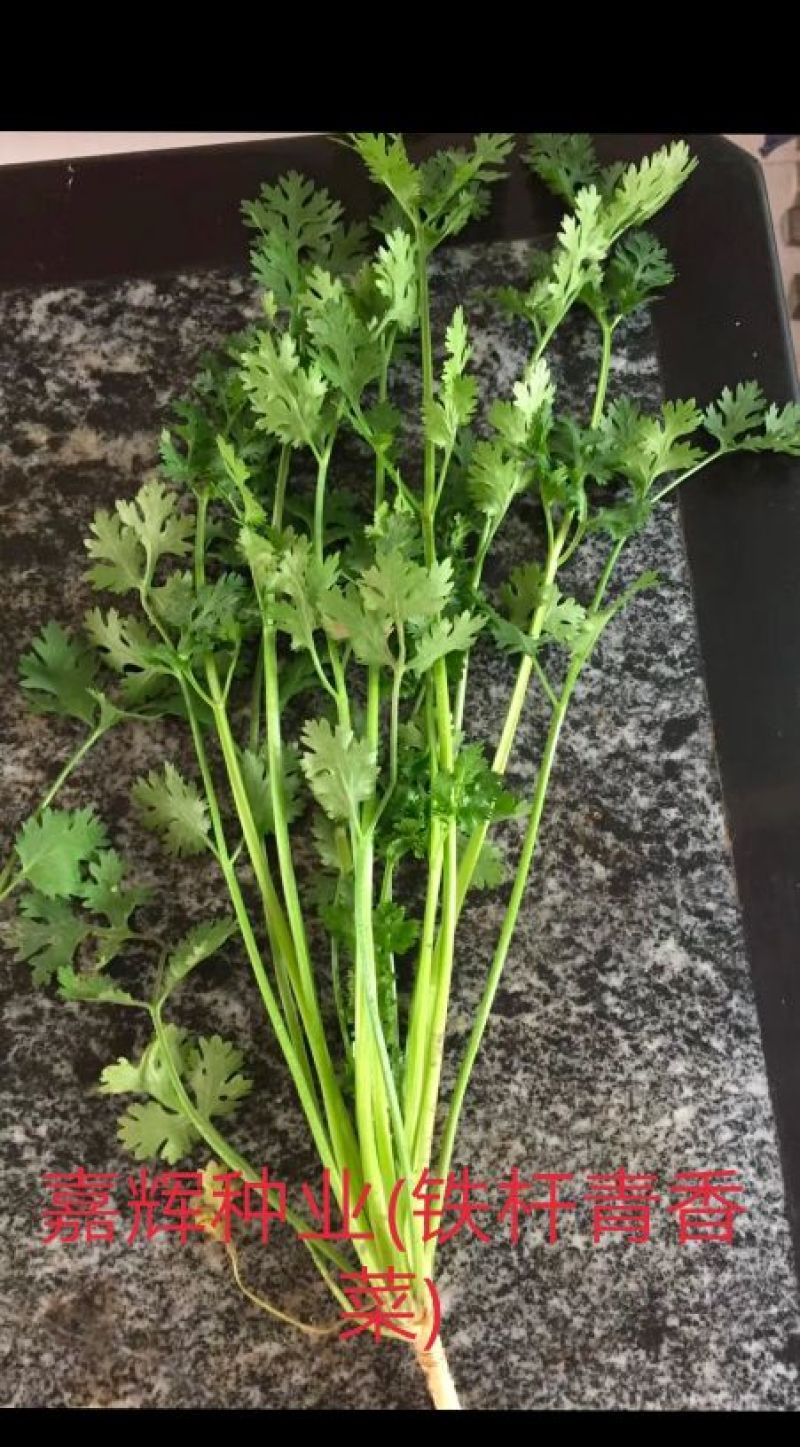 铁杆青香菜种子