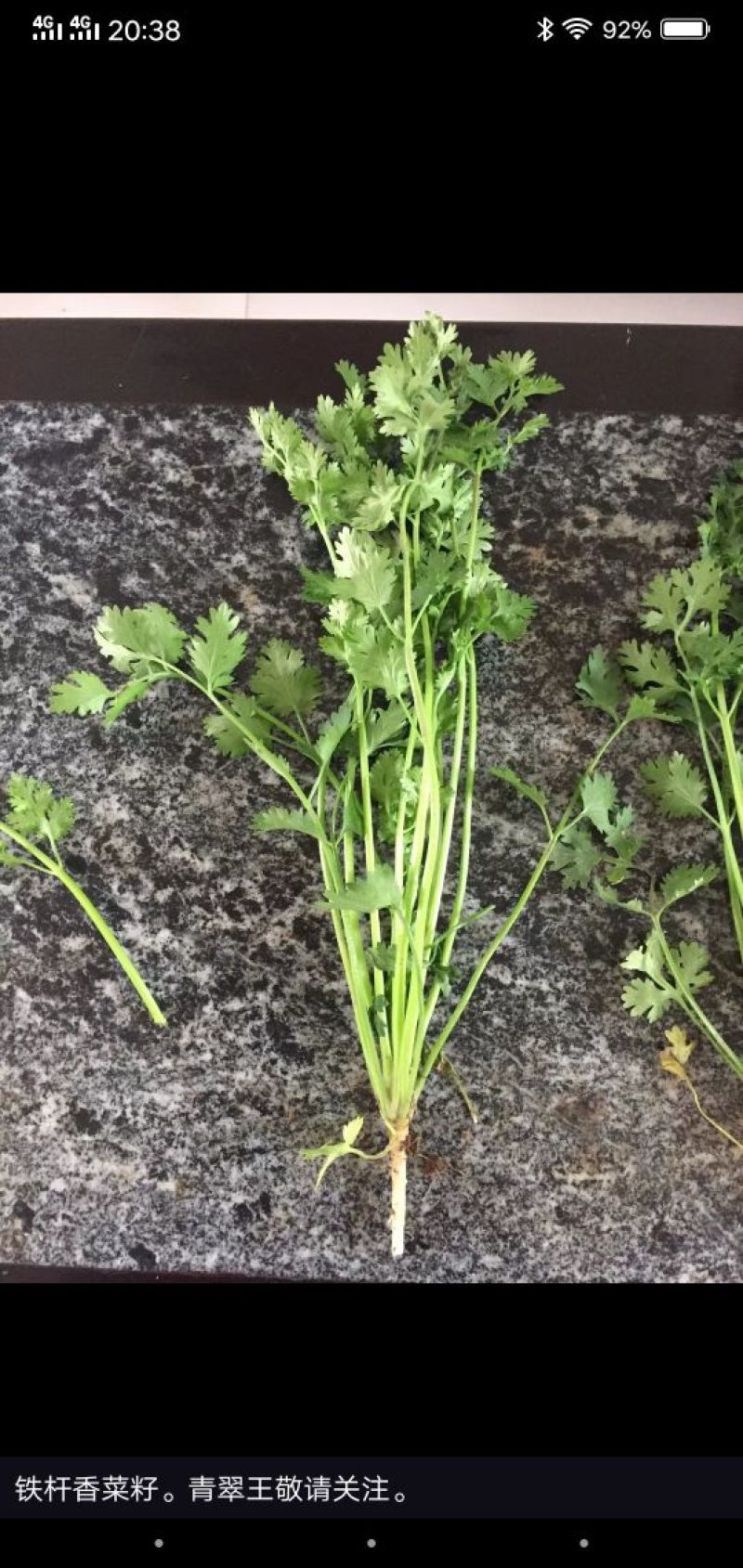 铁杆青香菜种子