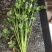 铁杆青香菜种子