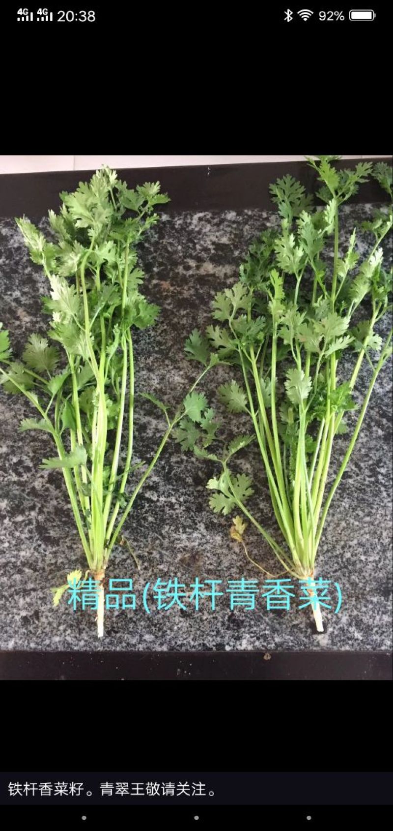 铁杆青香菜种子