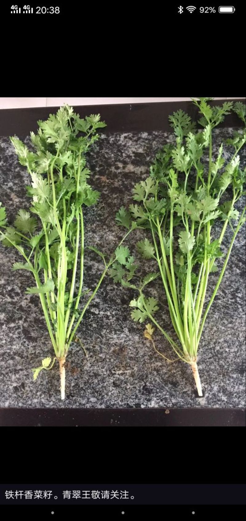 铁杆青香菜种子