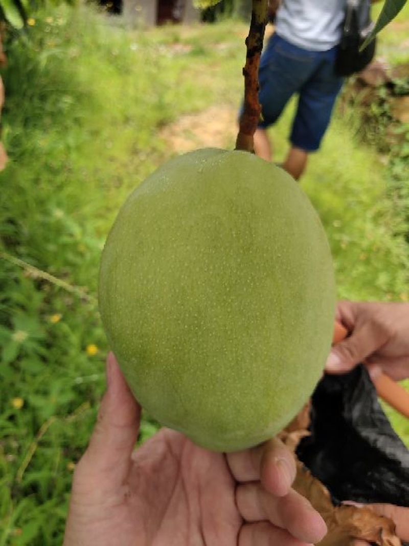 攀枝花凯特
