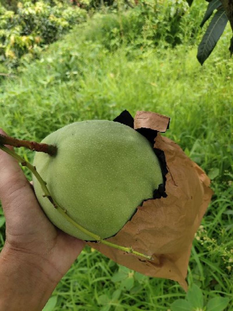 攀枝花凯特