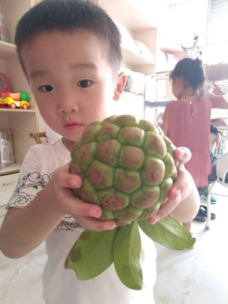 黑老虎野生