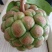 黑老虎野生