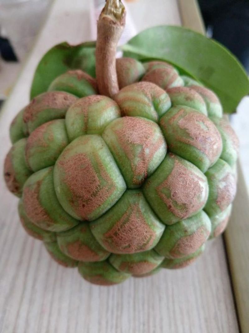 黑老虎野生