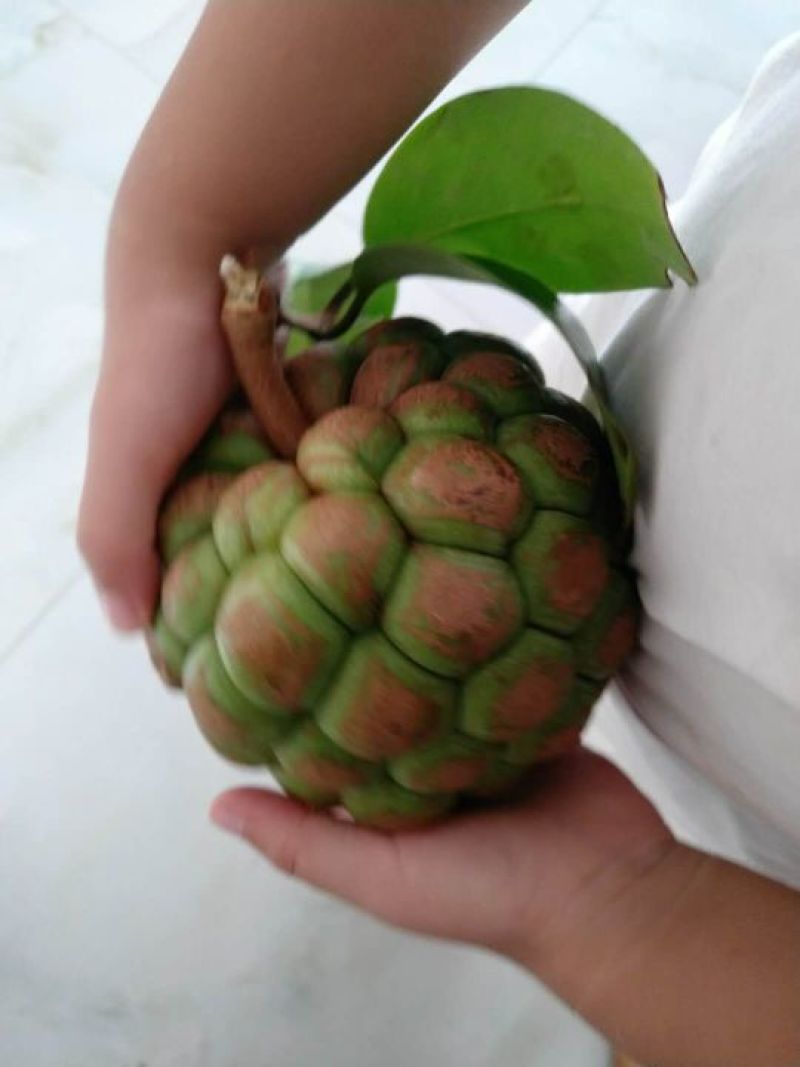 黑老虎野生