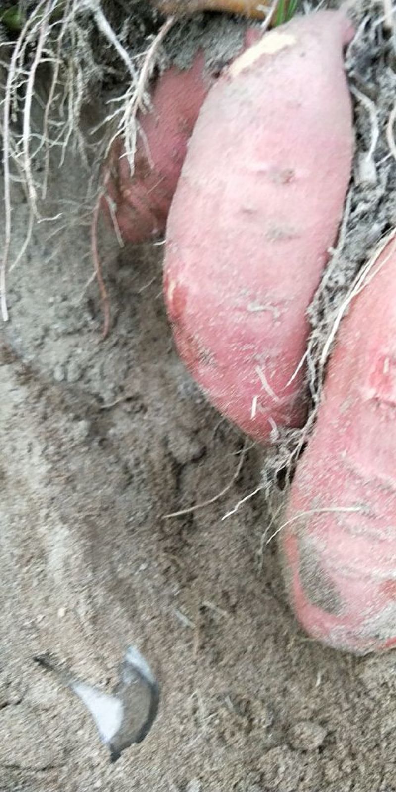 红薯西瓜红3✘沙凉薯需要的可以联系