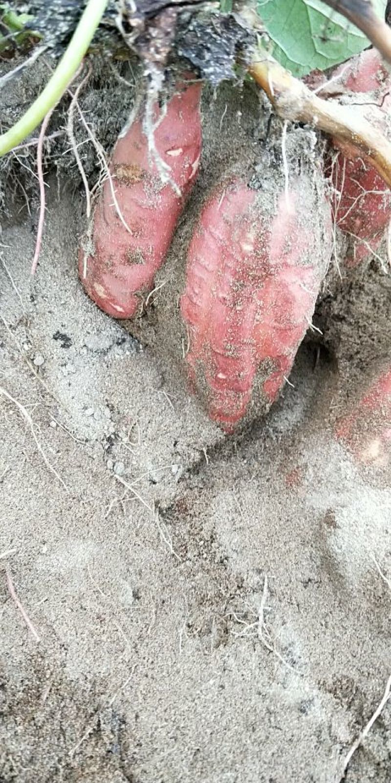 红薯西瓜红3✘沙凉薯需要的可以联系