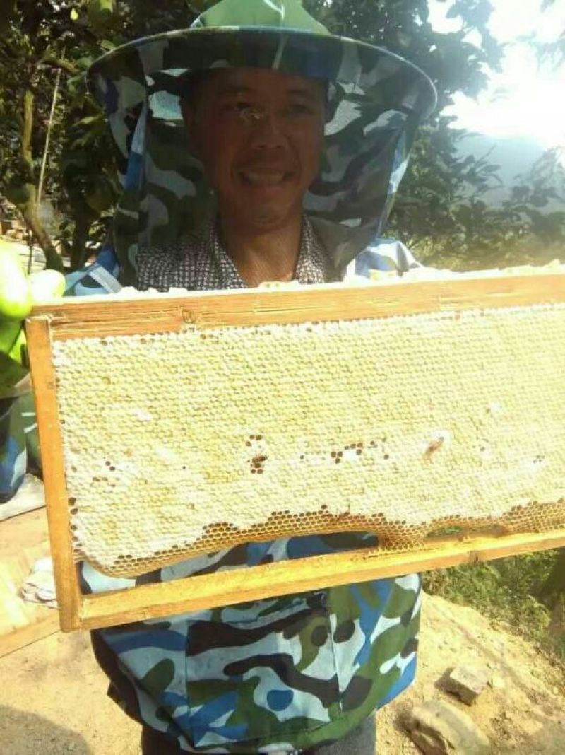 土蜂蜜