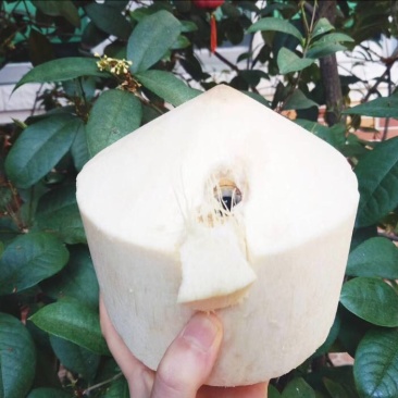 椰子文昌基地海南天然椰青9个装每箱常年批发供