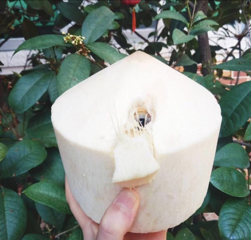 椰子文昌基地海南天然椰青9个装每箱常年批发供